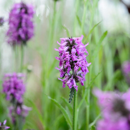 Purple Stachys flower seeds