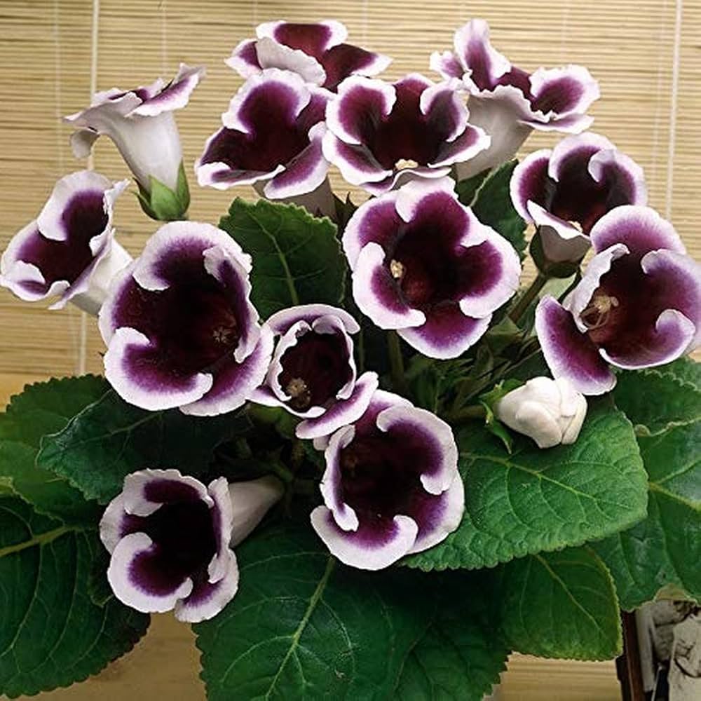 Gloxinia flower seeds