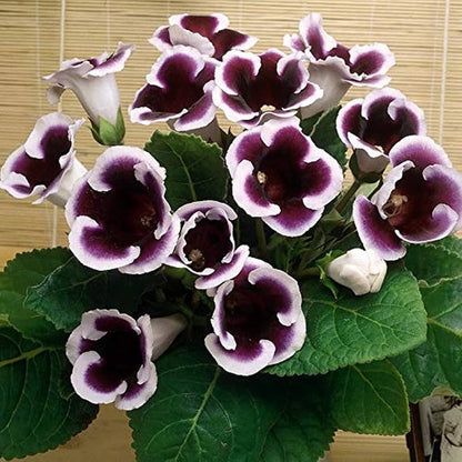 Gloxinia flower seeds