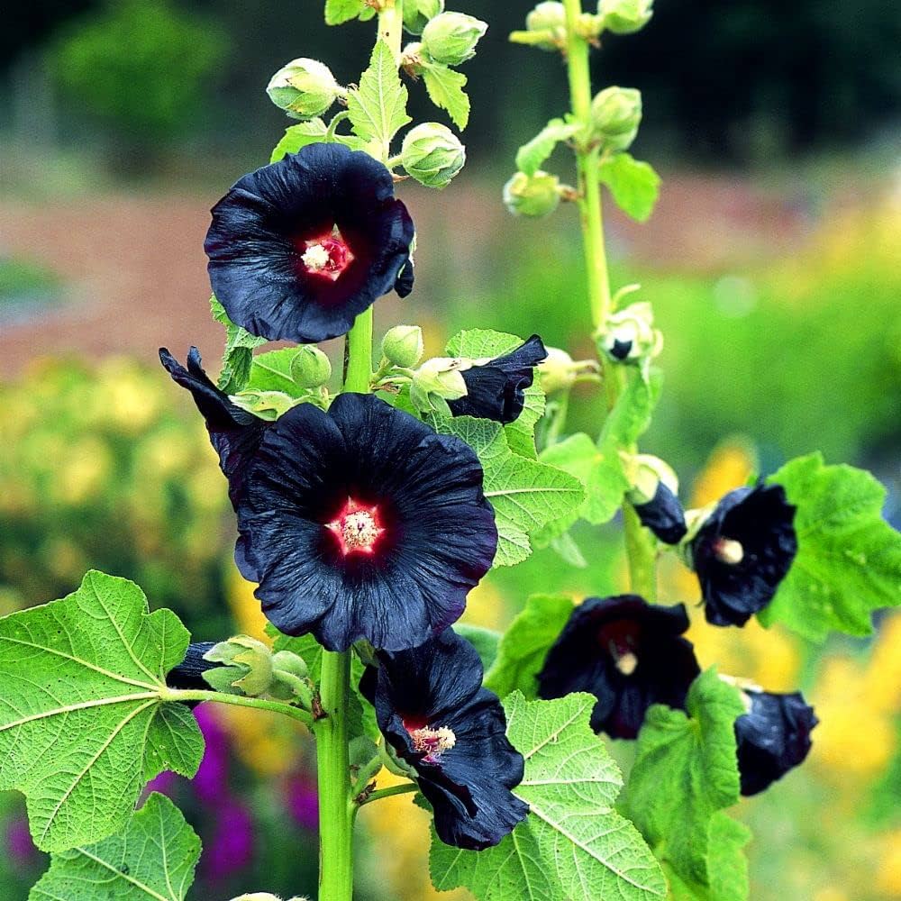 Black Hollyhock flower seeds