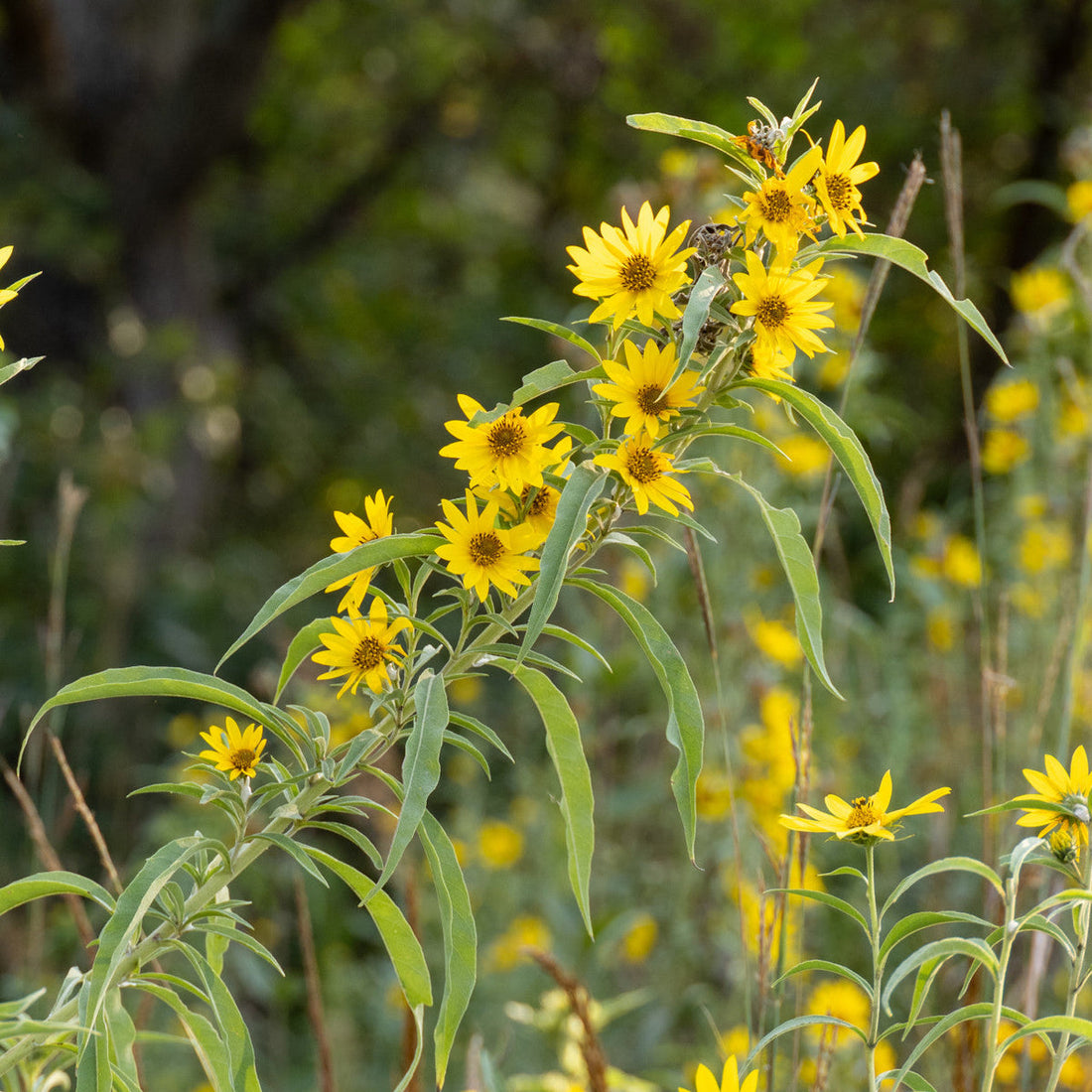 Yellow Maximilian flower seeds