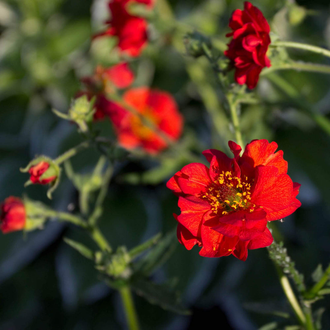 Red Bradshaw flower seeds