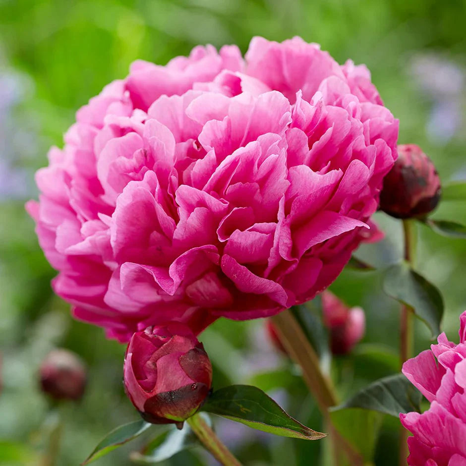 Pink Paeonia flower seeds