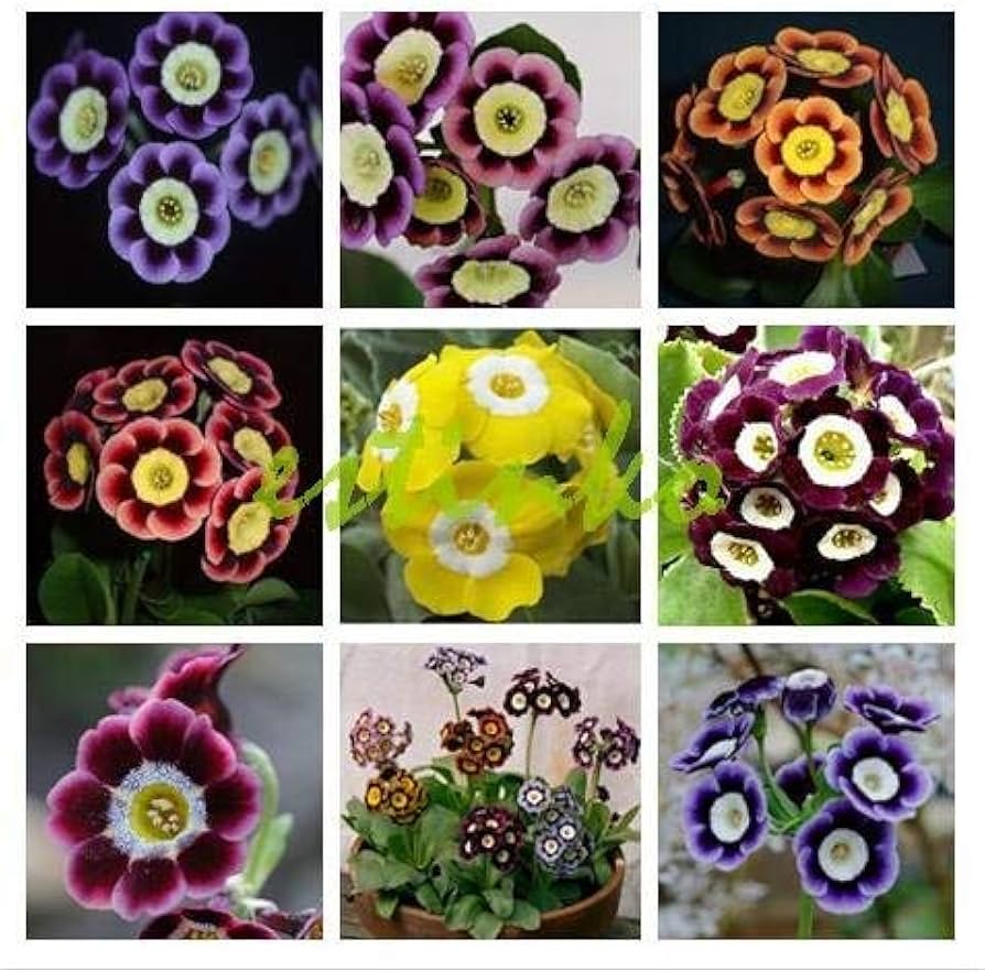 Auricula flower seeds