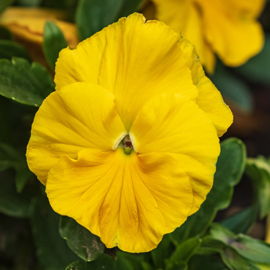 Yellow Swiss flower seeds