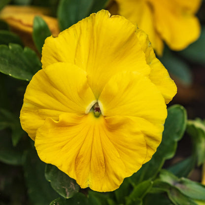 Yellow Swiss flower seeds