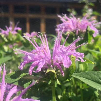 Lavender Bergamot flower seeds