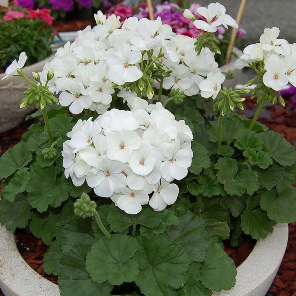 White Pelargonium flower seeds