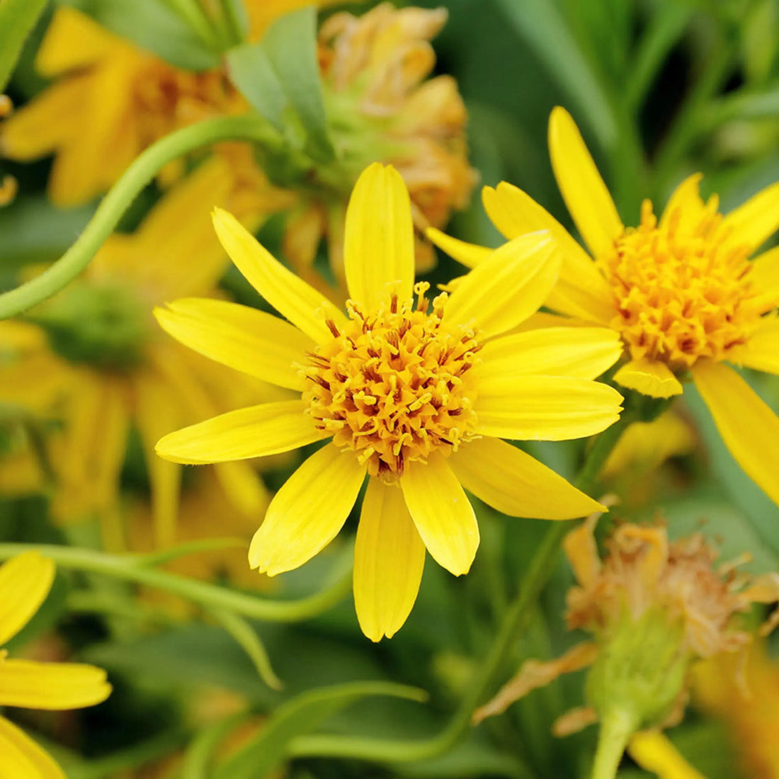 Yellow Arnica flower seeds