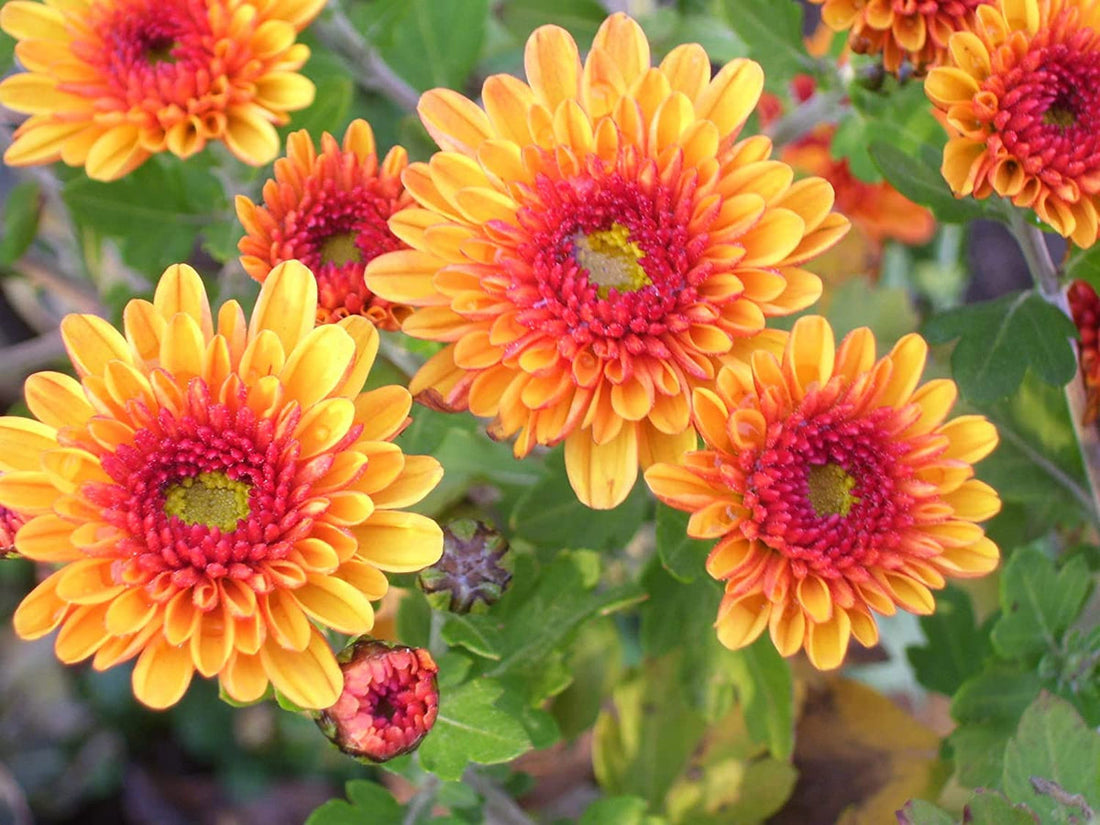 Yellow Red flower seeds