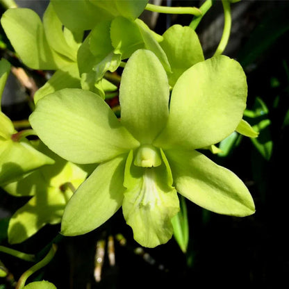 Green Dendrobium flower seeds