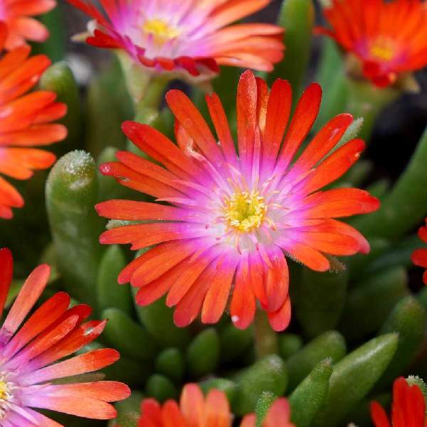 Red Delosperma flower seeds