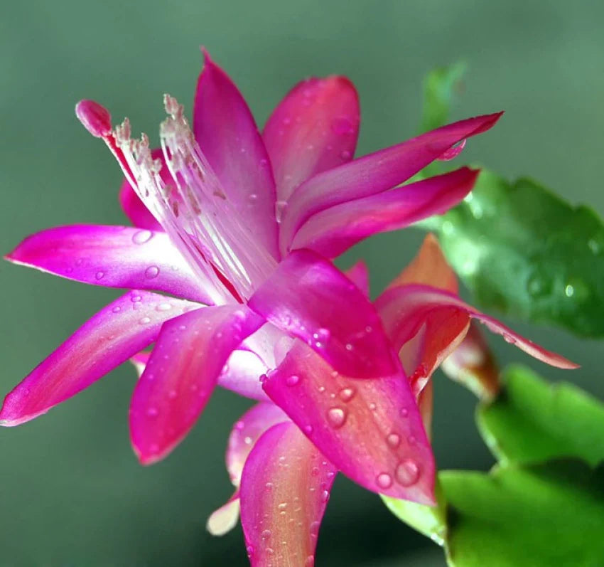Purple Zygocactus flower seeds