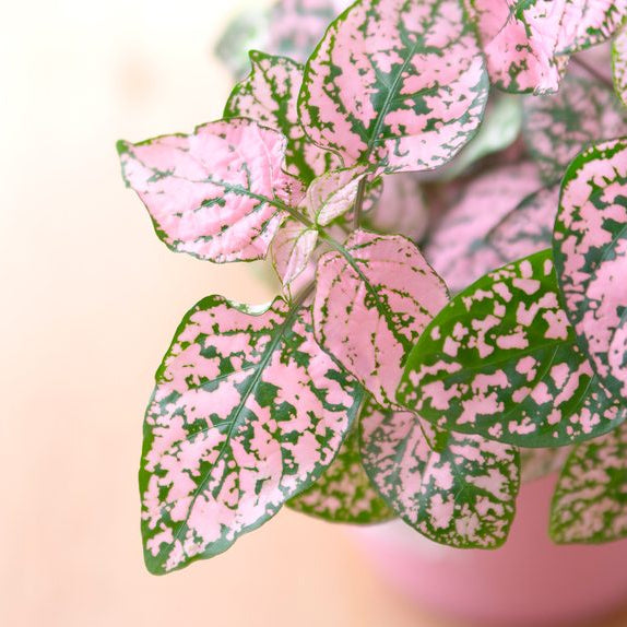 Light Pink flower seeds