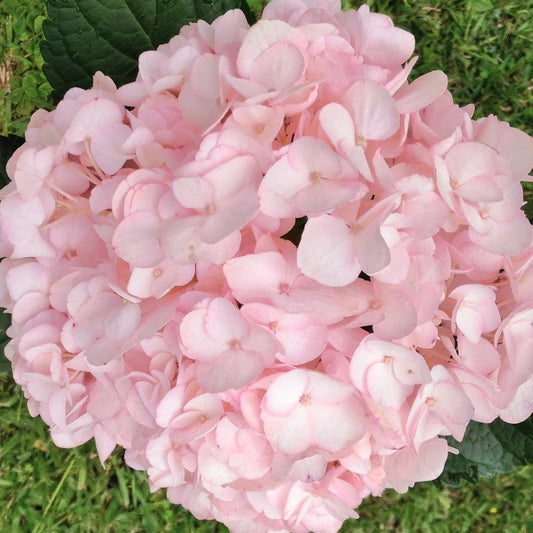Baby Pink flower seeds