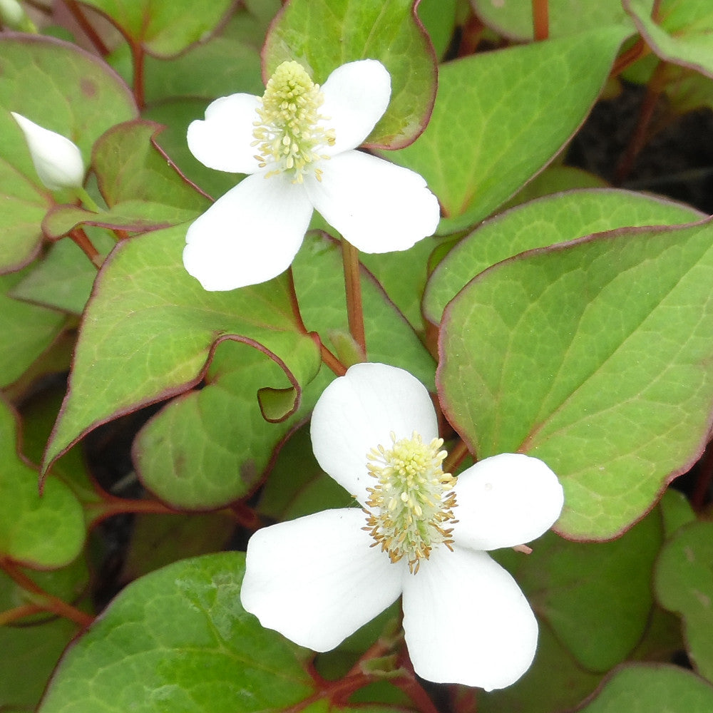 Houttuynia flower seeds