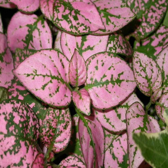 Pink Hypoestes flower seeds