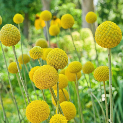 Craspedia flower seeds