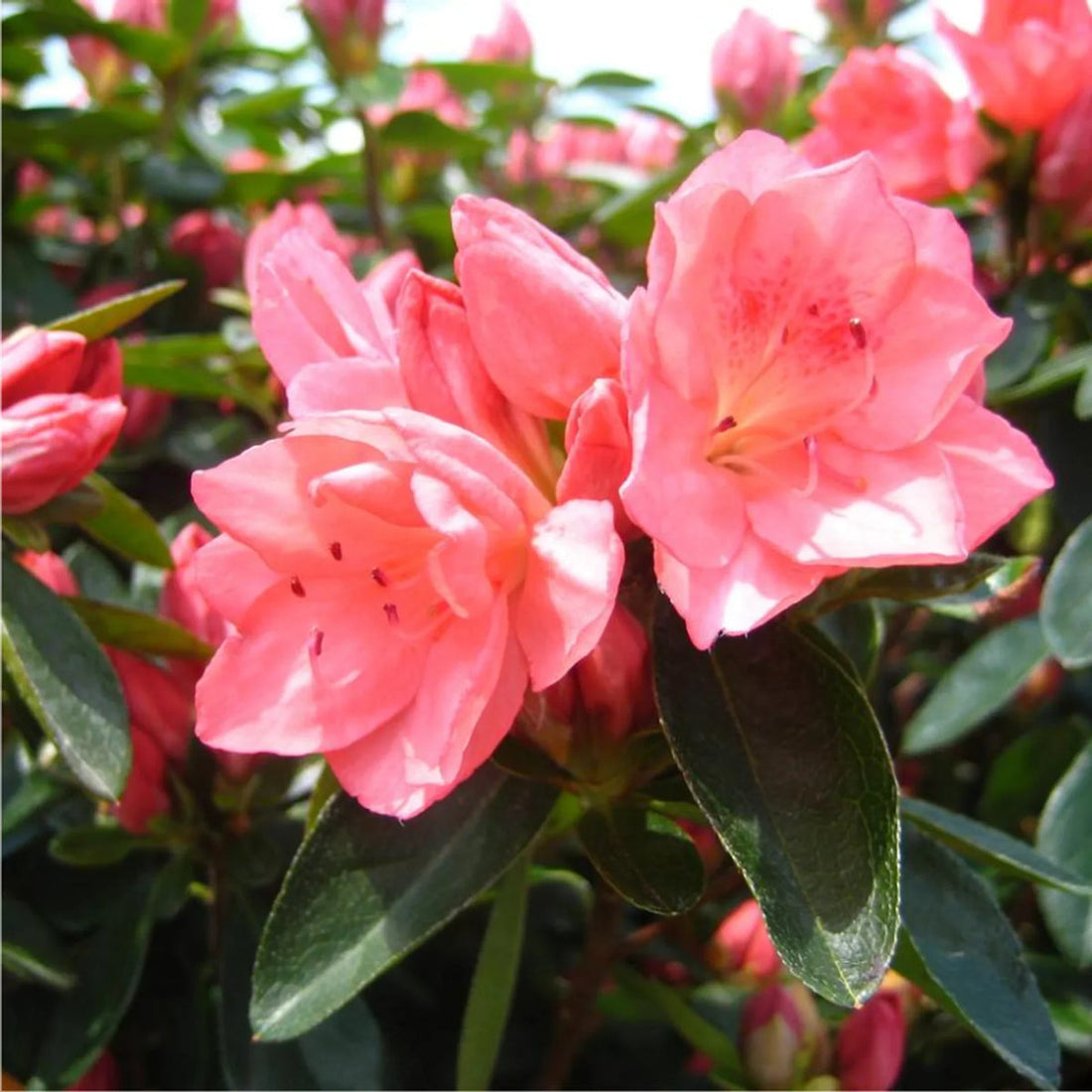 Pink Rhododendron flower seeds