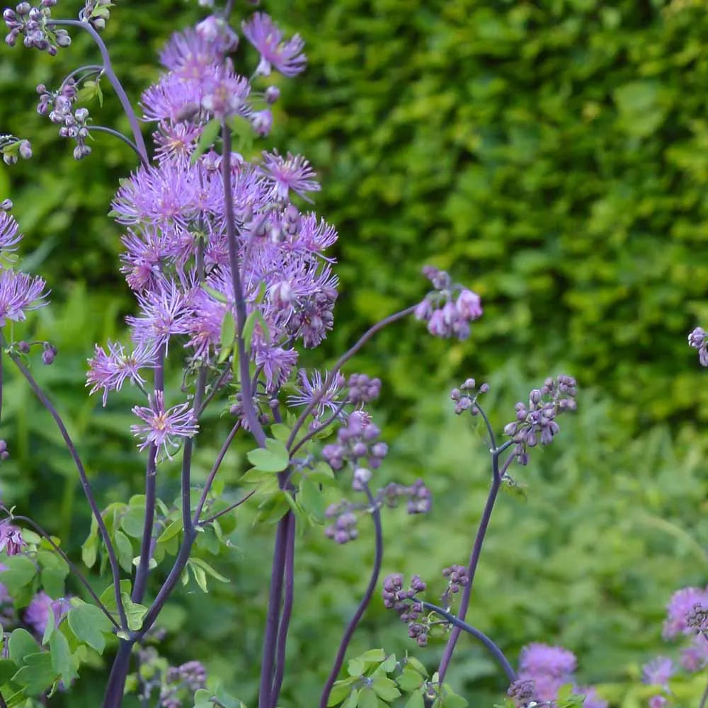 Lavender Thalictrum flower seeds