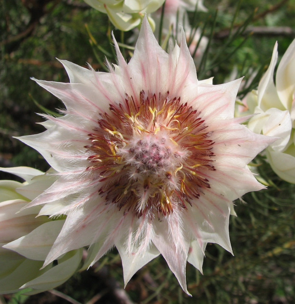 Serruria flower seeds