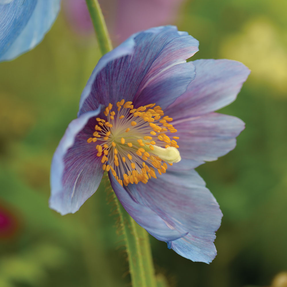 Lingholm flower seeds