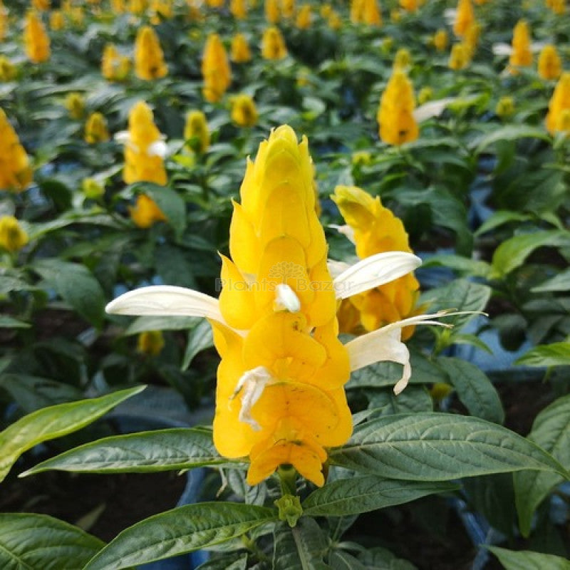 Yellow Crossandra flower seeds