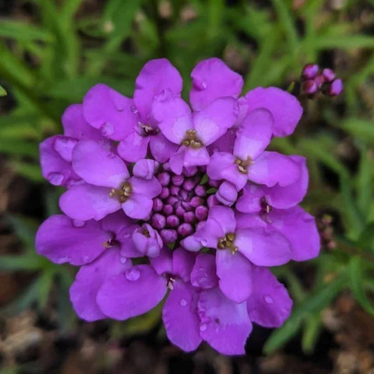 Violet Iberis flower seeds