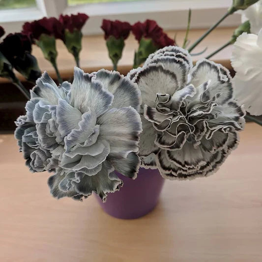 Gray Carnation flower seeds