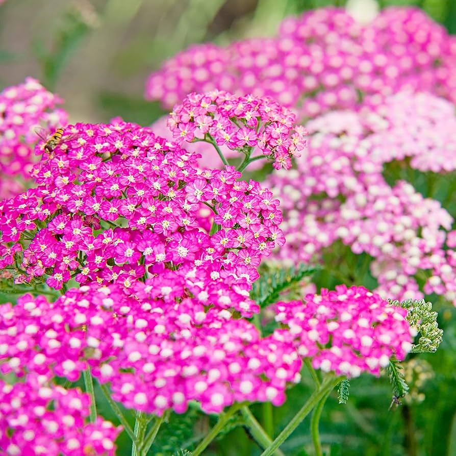 Cerise Achillea flower seeds