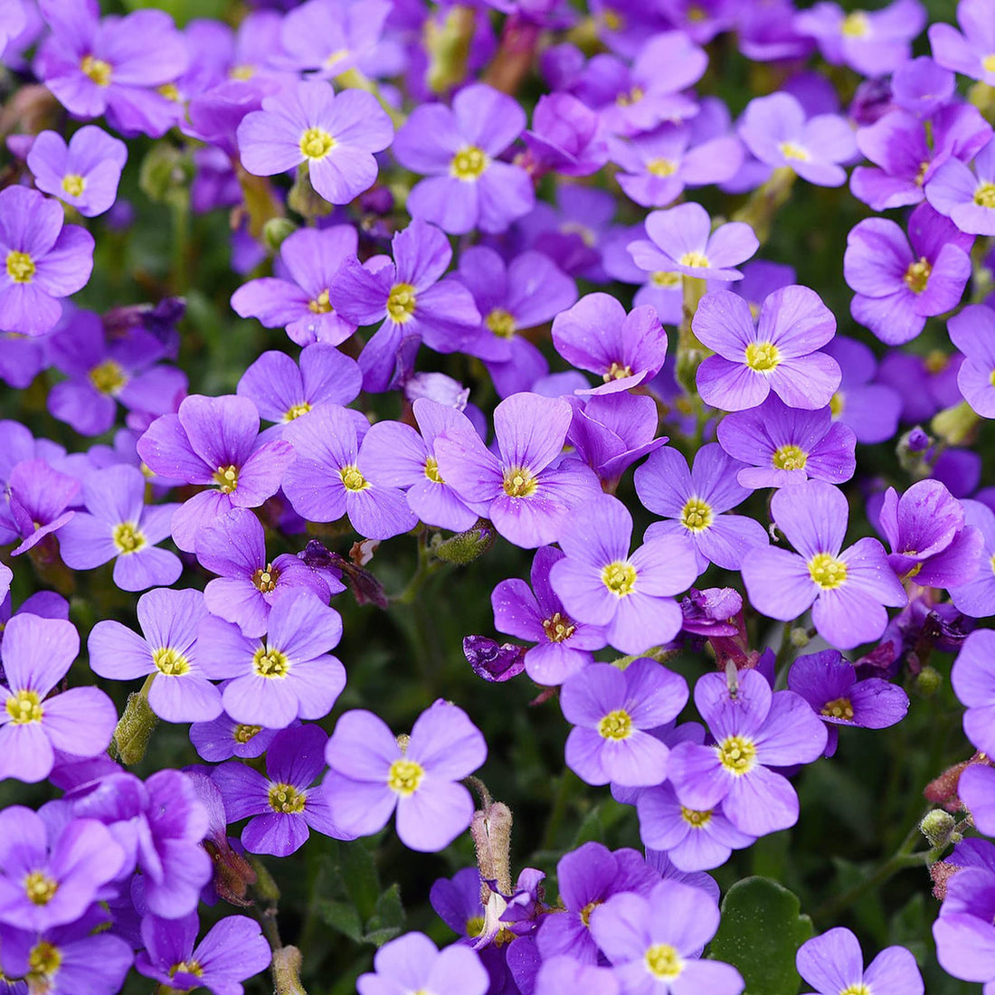 Purple Aubrieta flower seeds