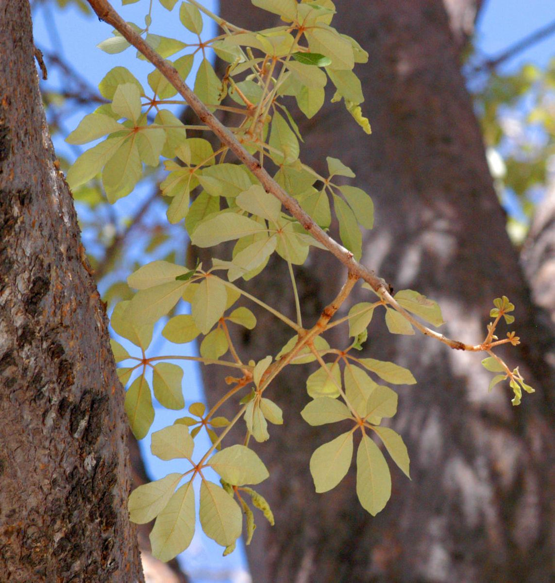 Schinziophyton Rautanenii flower seeds