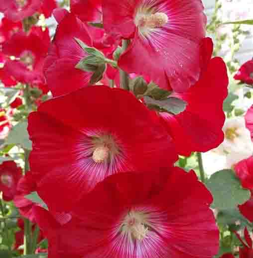 Red Hollyhock flower seeds