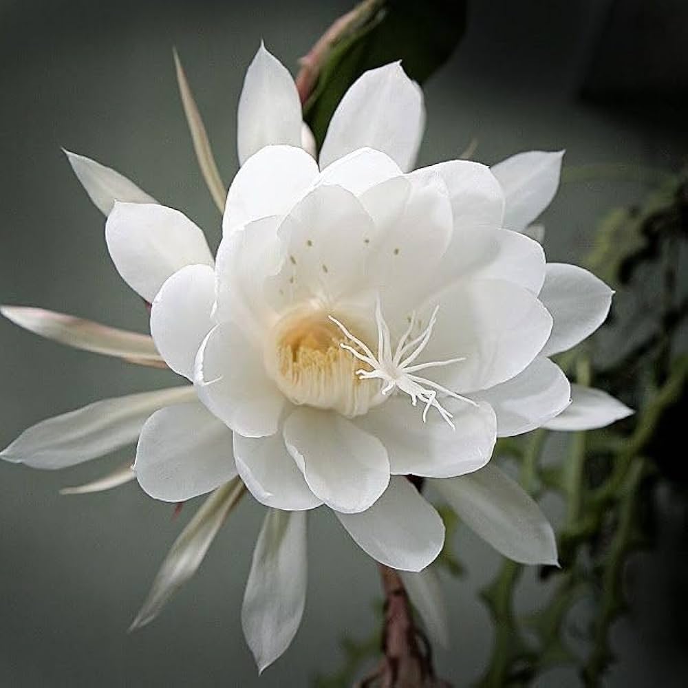 White Epiphyllum flower seeds
