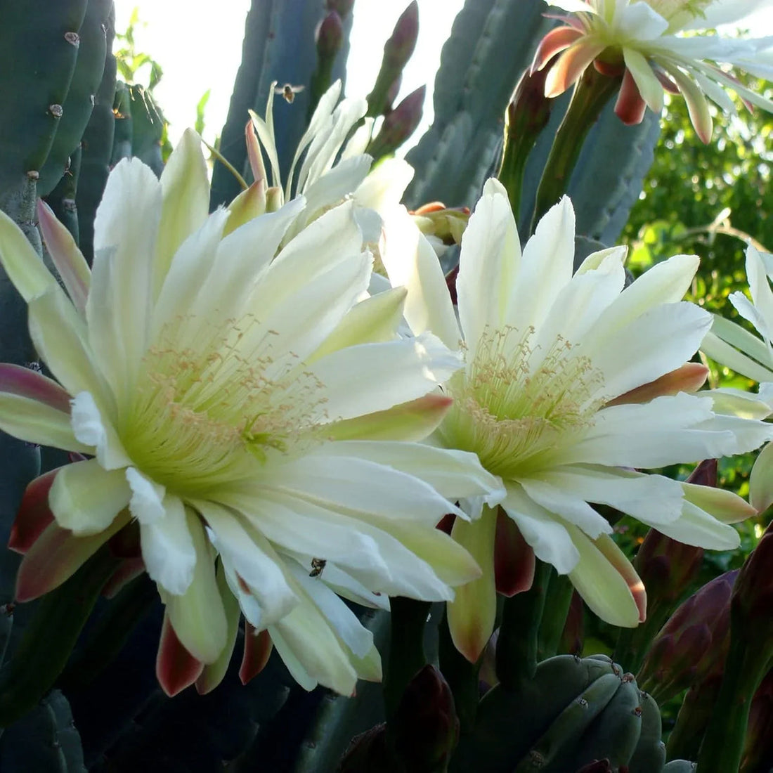 Cereus flower seeds