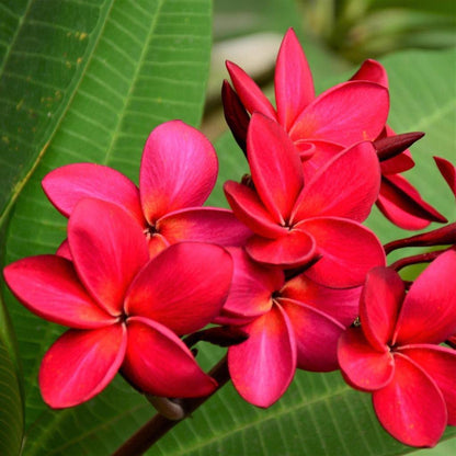 Red Frangipani flower seeds