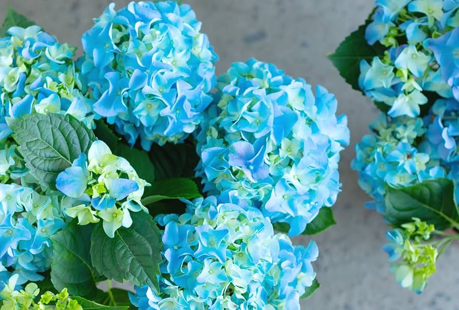 Sea Blue flower seeds