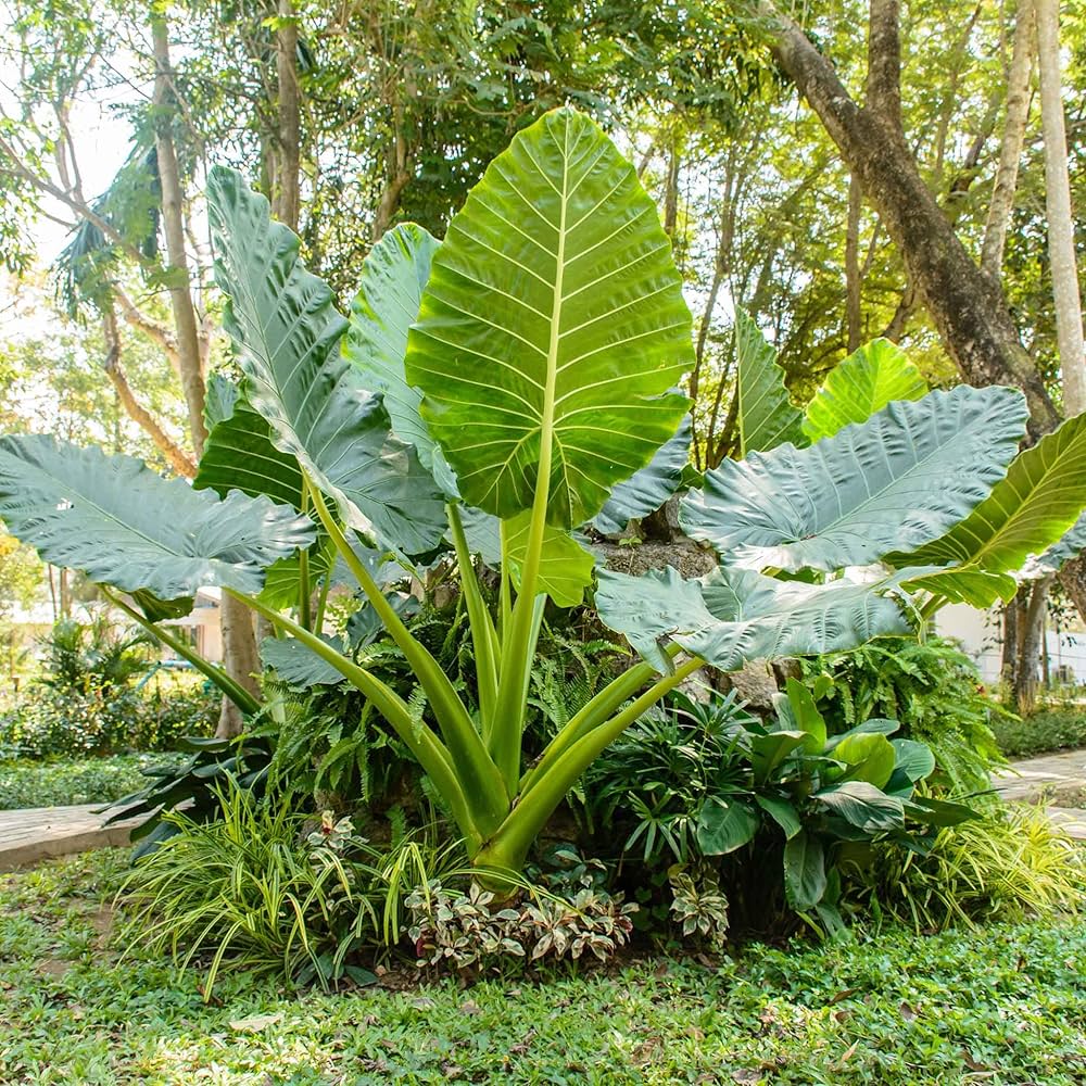 Alocasia Macrorrhiza flower seeds