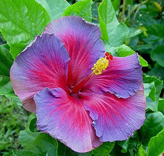Hibiscus Purple flower seeds