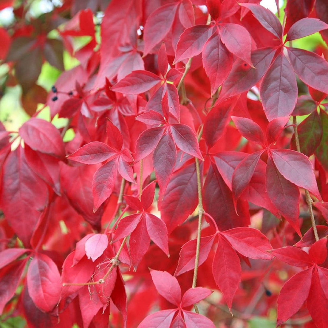 Parthenocissus flower seeds