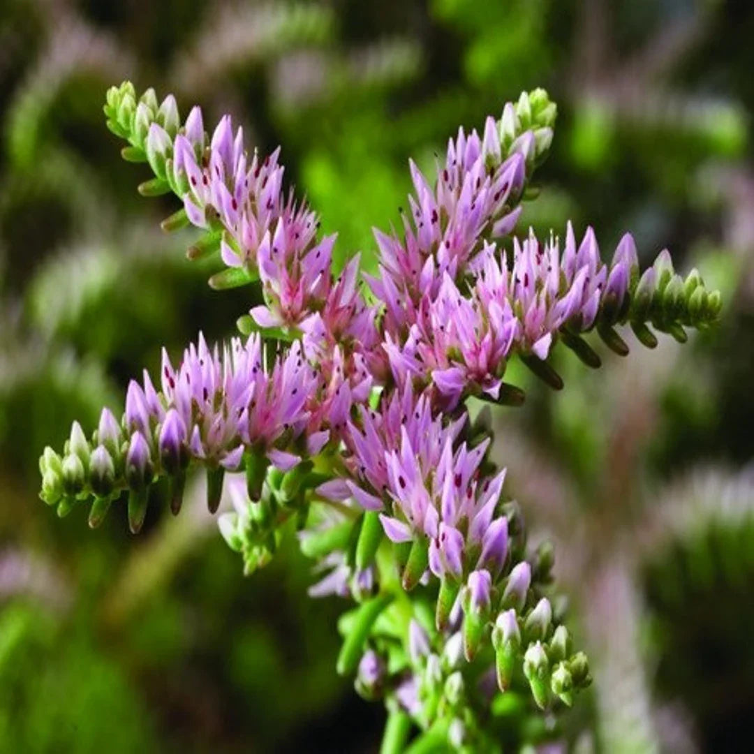 Pink Green flower seeds
