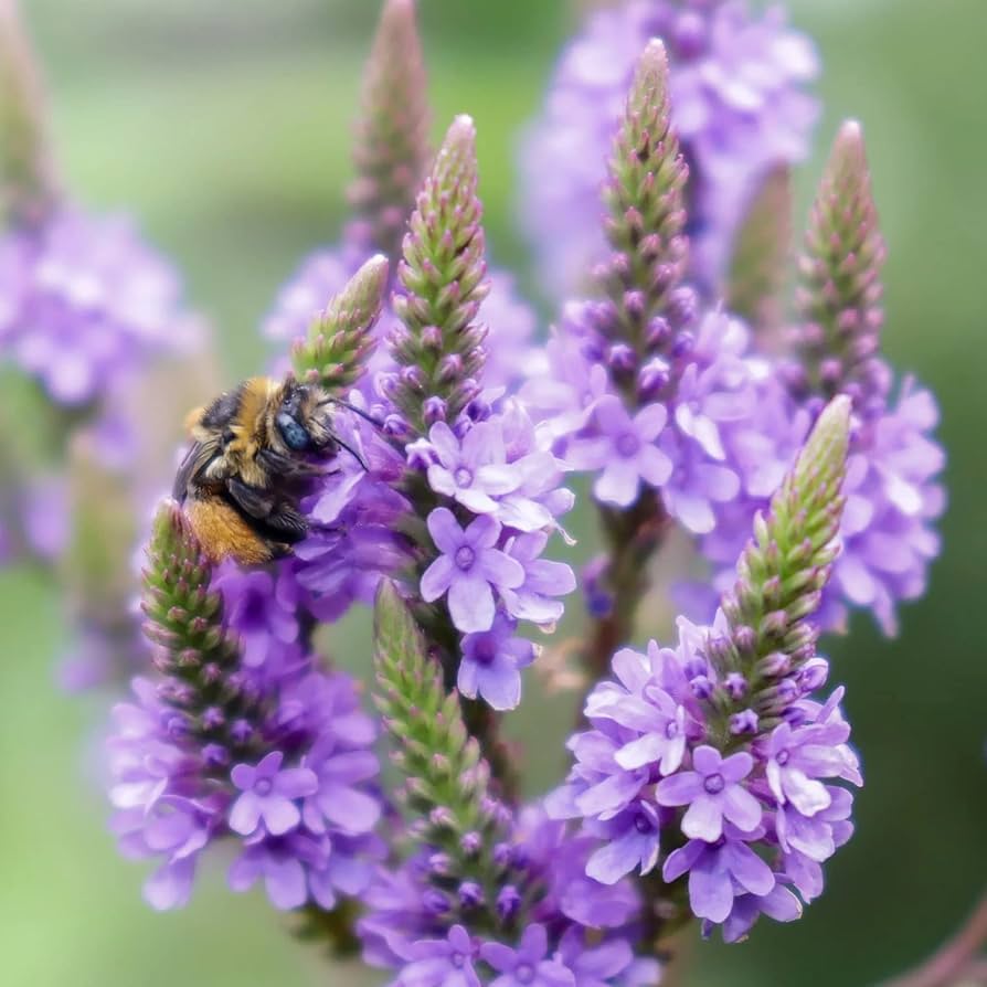 Vervain Hastata flower seeds