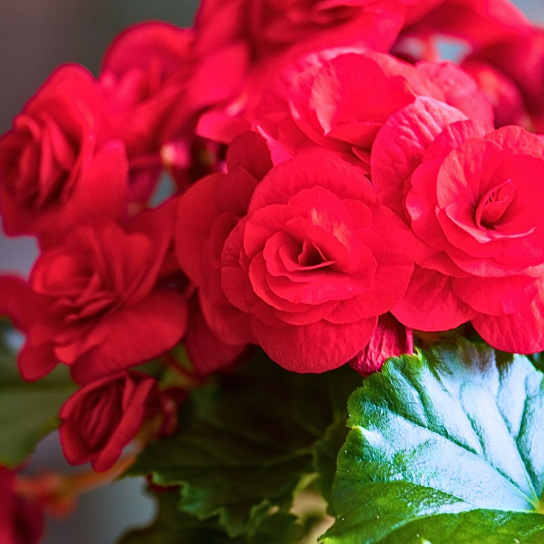 Red Begonia flower seeds