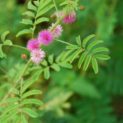 Mimosa Pudica flower seeds