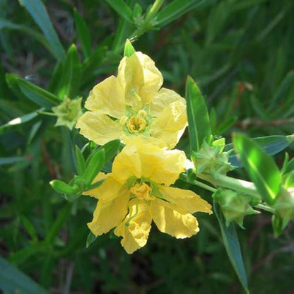 Yellow Heimia flower seeds