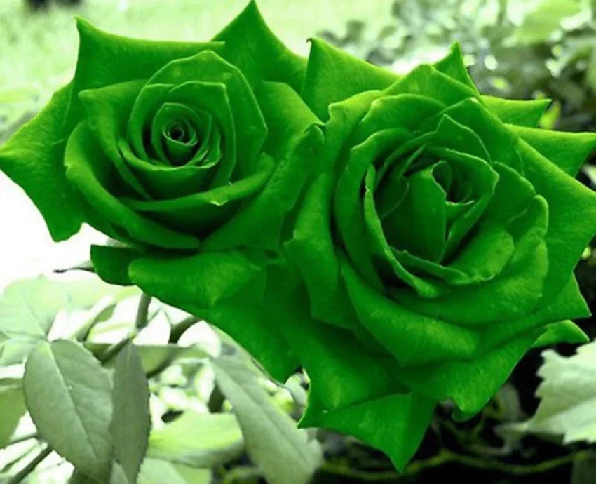 Green Dragon flower seeds