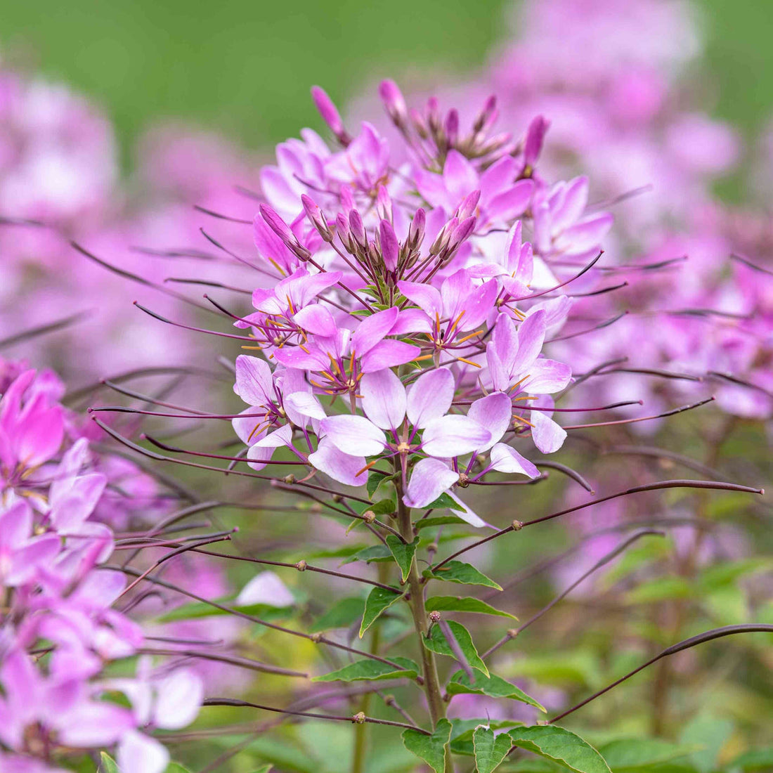 Pink Cleome flower seeds