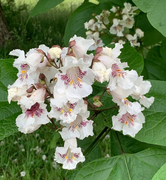 Catalpa flower seeds