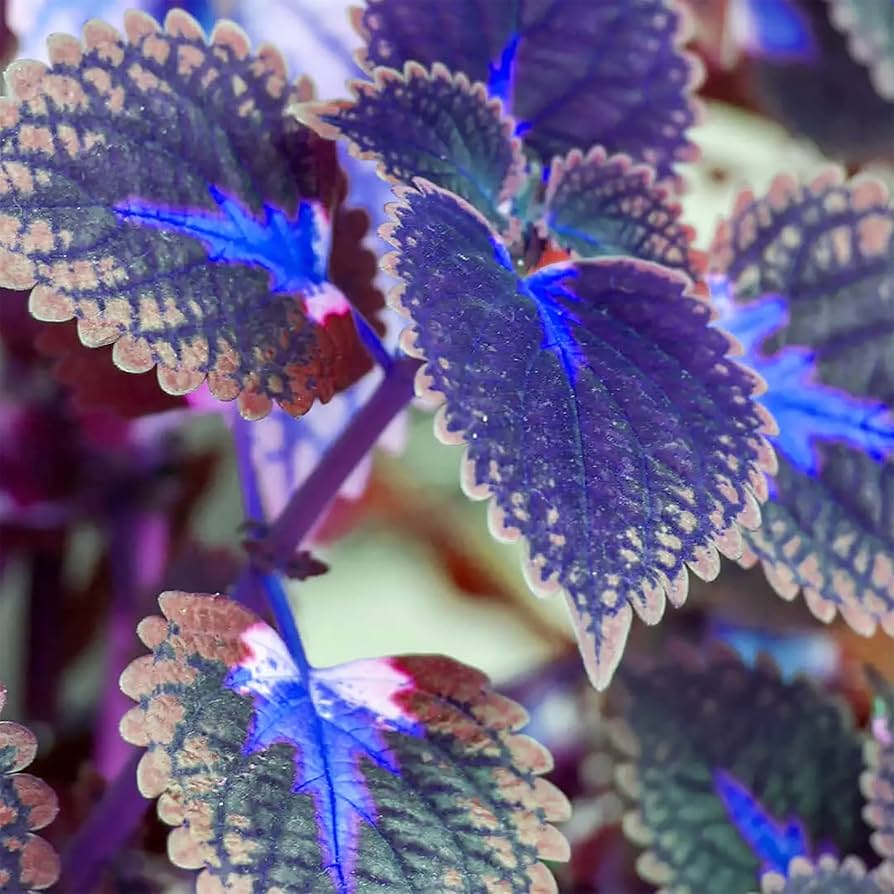 Deep Blue flower seeds