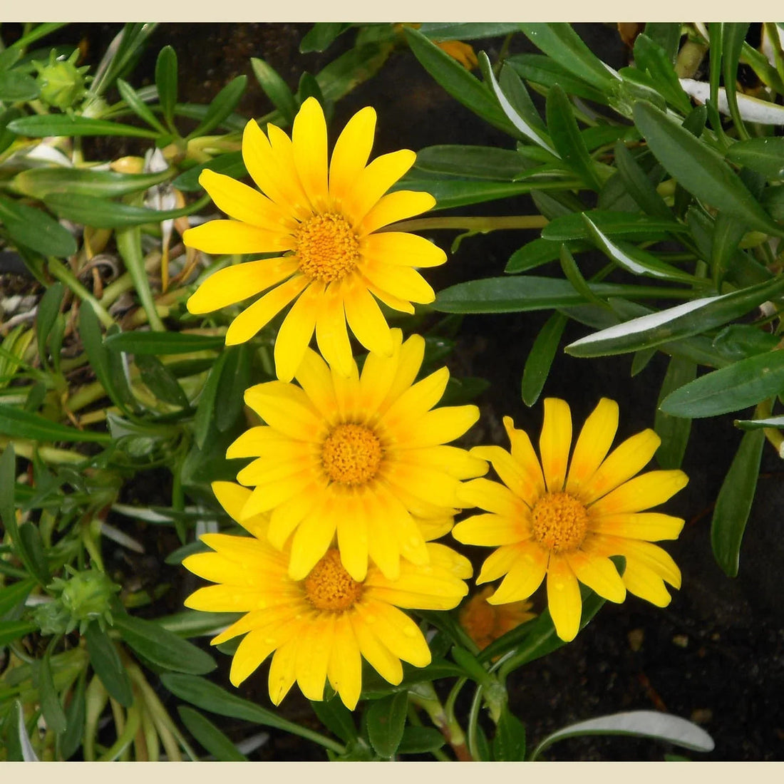Yellow Gazania flower seeds